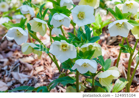 White Christmas rose blooming in early spring garden 124955104