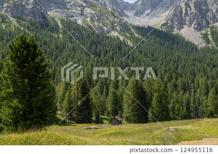 Amidst dense forests 124955116
