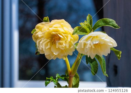 Yellow Christmas rose blooming in early spring garden 124955126