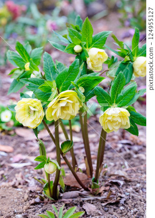 Yellow Christmas rose blooming in early spring garden 124955127