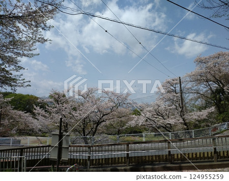 Landscape with cherry blossoms and bridge 124955259