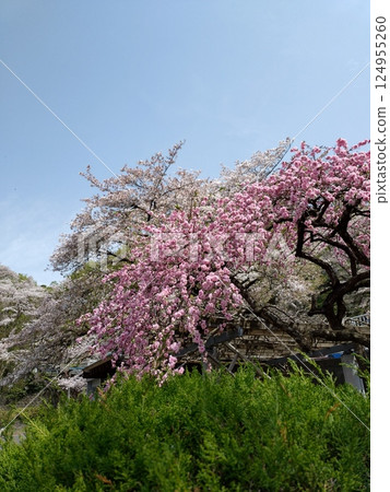 Scenery with cherry blossoms 124955260