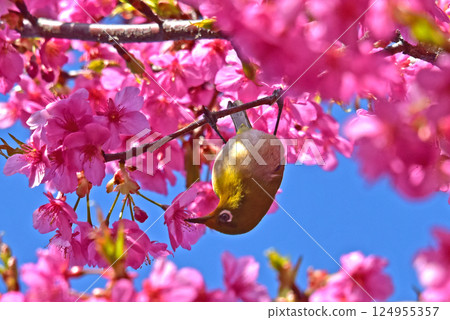 Sakura Jiro Spring Flower Kawazuzakura 124955357