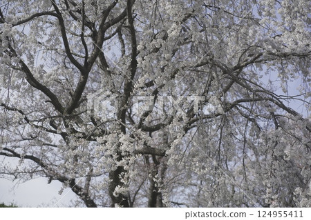 Aichi Prefecture 138 Tower Cherry blossom trees around Ichinomiya Tower 124955411