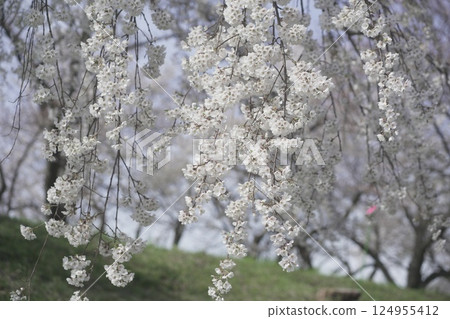 Aichi Prefecture 138 Tower Cherry blossom trees around Ichinomiya Tower 124955412