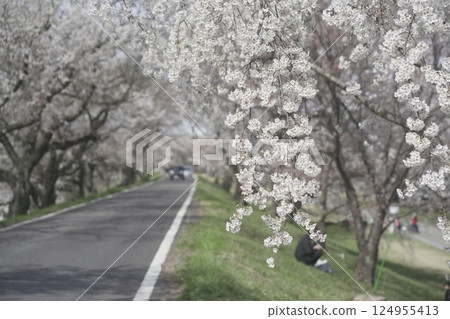 Aichi Prefecture 138 Tower Cherry blossom trees around Ichinomiya Tower 124955413
