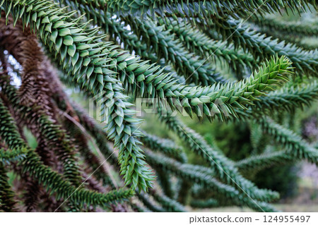 A chili pine branch with many thorns A chili pine branch with many thorns 124955497