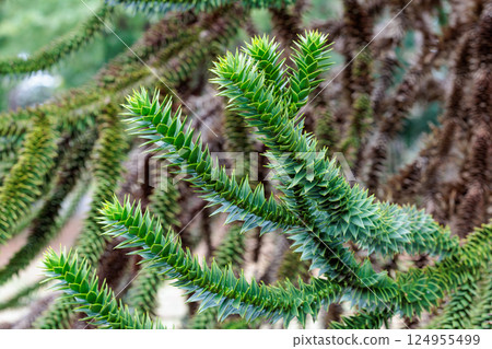 A chili pine branch with many thorns A chili pine branch with many thorns 124955499