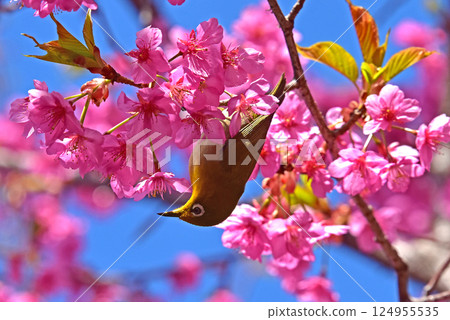 Sakura Jiro Spring Flower Kawazuzakura Sakura Jiro Spring Flower Kawazuzakura 124955535