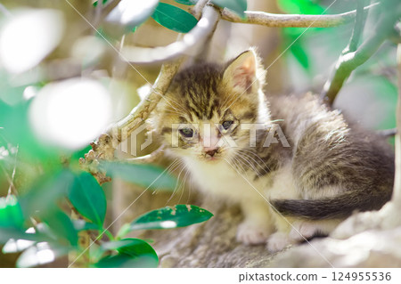 Spring, newborn kitten Spring, newborn kitten 124955536