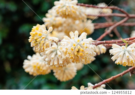 春季森林中盛開的三椏花的特寫 春季森林中盛開的三椏花的特寫 124955812