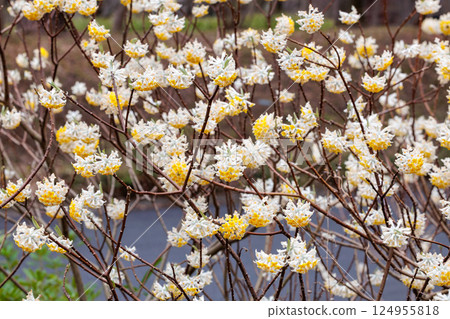 Beautiful white Mitsumata flowers blooming in the spring forest Beautiful white Mitsumata flowers blooming in the spring forest 124955818