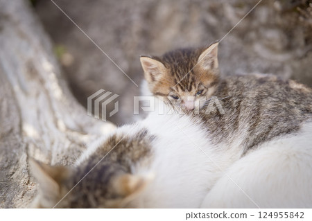 Spring, a cuddling kitten and mother cat Spring, a cuddling kitten and mother cat 124955842