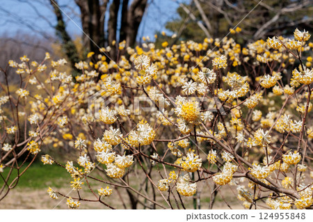 Beautiful yellow Mitsumata flowers blooming in the spring forest 124955848
