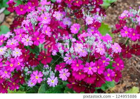 春天花園裡盛開的粉紅色報春花 春天花園裡盛開的粉紅色報春花 124955886