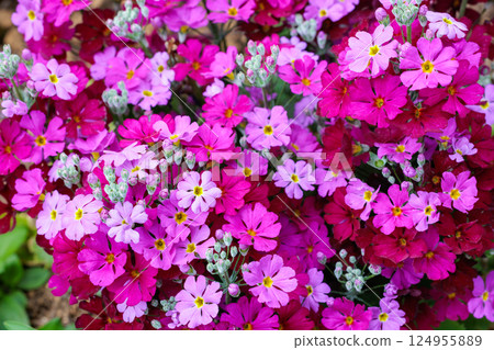 Pink primrose flowers blooming in a spring garden 124955889