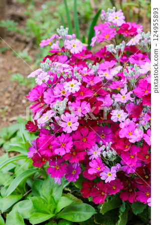 Pink primrose flowers blooming in a spring garden 124955893