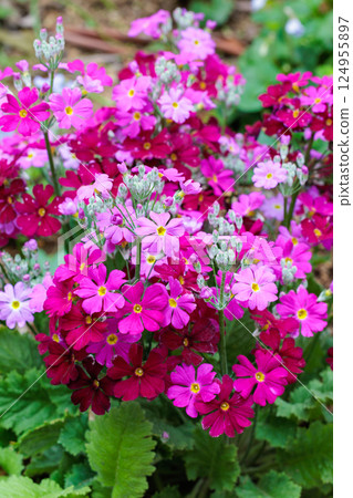 Pink primrose flowers blooming in a spring garden 124955897
