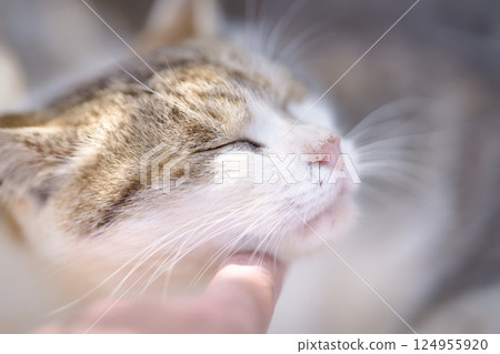 Stray cats relaxing in spring Stray cats relaxing in spring 124955920