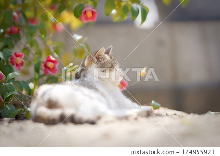 Stray cats relaxing in spring Stray cats relaxing in spring 124955921