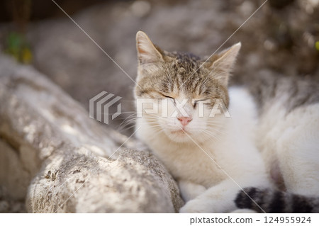 Stray cats relaxing in spring Stray cats relaxing in spring 124955924