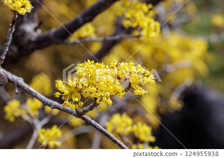 Close-up of yellow Cornus japonica flowers blooming in early spring Close-up of yellow Cornus japonica flowers blooming in early spring 124955938