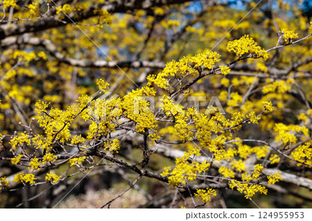 Yellow Cornus officinalis flowers blooming in early spring Yellow Cornus officinalis flowers blooming in early spring 124955953