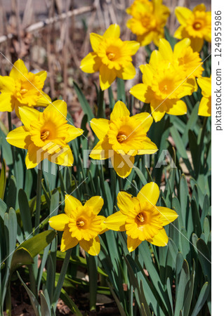 春天花園裡盛開著美麗的水仙花 124955986