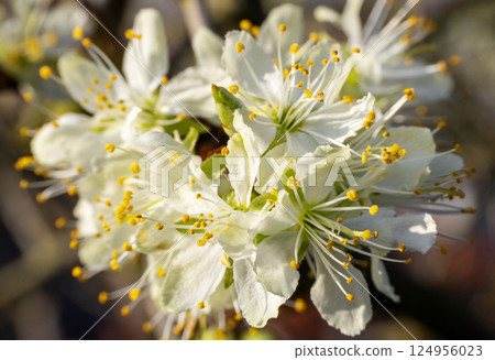 Radiant Cluster of Blossoms in Springtime Glow Radiant Cluster of Blossoms in Springtime Glow 124956023