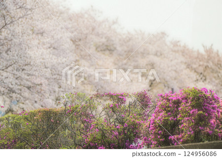 櫻花與杜鵑花一起 124956086