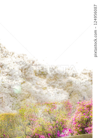 櫻花與杜鵑花一起 櫻花與杜鵑花一起 124956087