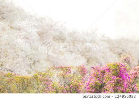 櫻花與杜鵑花一起 櫻花與杜鵑花一起 124956088