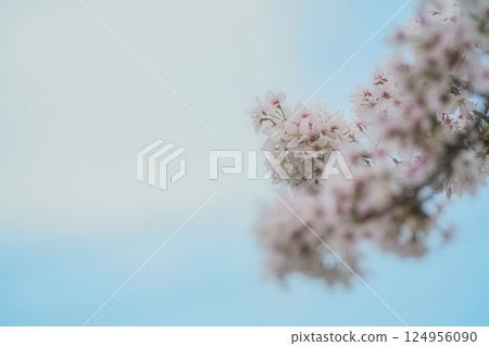 Cherry blossoms shining against the blue sky Cherry blossoms shining against the blue sky 124956090