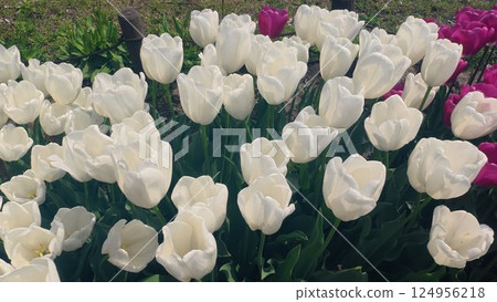 White tulip White tulip 124956218