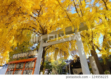 Torii Gate With Autumn Yellow Leaves in Japan Dec 7 2024 124956225