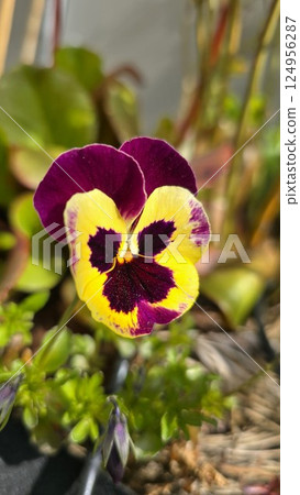 Close-up of a multicolored pansy flower with deep purple and bright yellow petals in full bloom. A popular spring garden plant, known for its cheerful face-like markings and compact growth. Close-up of a multicolored pansy flower with deep purple and bright yellow petals in full bloom. A popular spring garden plant, known for its cheerful face-like markings and compact growth. 124956287