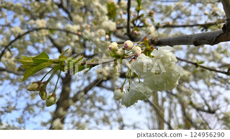 Cherry blossom branch with white flowers and pink-tipped buds against a soft-focus spring background. Captures the delicate beauty of early bloom in natural daylight. Cherry blossom branch with white flowers and pink-tipped buds against a soft-focus spring background. Captures the delicate beauty of early bloom in natural daylight. 124956290