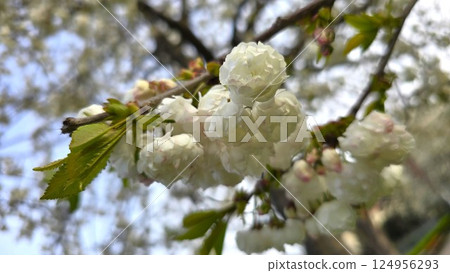 White double cherry blossoms on a branch with fresh green leaves. Close-up view of the spring bloom with a soft, natural background. Captures the gentle beauty of seasonal flowering. White double cherry blossoms on a branch with fresh green leaves. Close-up view of the spring bloom with a soft, natural background. Captures the gentle beauty of seasonal flowering. 124956293