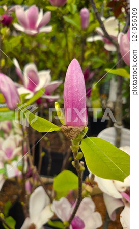 Close-up of a pink magnolia bud with fresh green leaves in a garden center. Elegant spring bloom among other magnolia flowers and plants in containers, ready for planting. 124956309