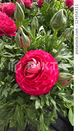 Vibrant pink ranunculus flower in full bloom surrounded by green buds and foliage. Close-up view of layered petals and textured leaves in natural sunlight, showcasing spring garden beauty. 124956311