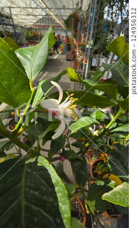 Closeup of a lemon tree blossom with white and pink petals and yellow stamens, surrounded by lush green leaves. Citrus plant in bloom inside a greenhouse, sunlight streaming through the roof. 124956312