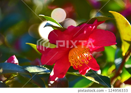 Flowers of Satake flowers Flowers of Satake flowers 124956333