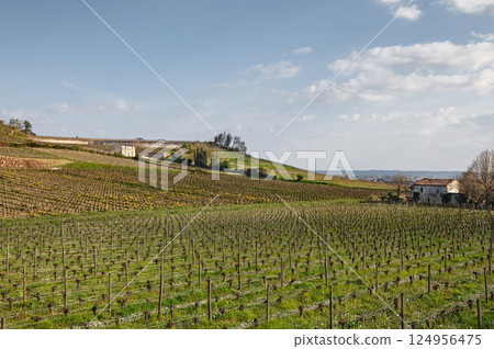Agricultural landscape of wine hills Agricultural landscape of wine hills 124956475