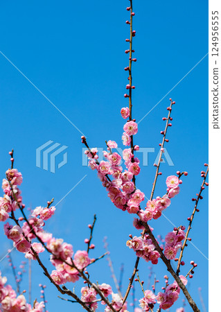 Beautiful plum blossoms that bloom in early spring Hanakami Beautiful plum blossoms that bloom in early spring Hanakami 124956555
