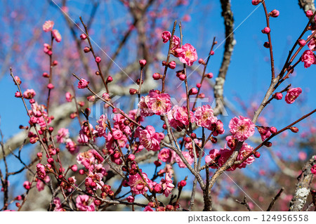 Beautiful plum blossoms that bloom in early spring Hanakami Beautiful plum blossoms that bloom in early spring Hanakami 124956558