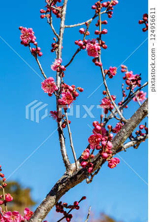 Beautiful plum blossoms blooming in early spring: Hiume 124956611