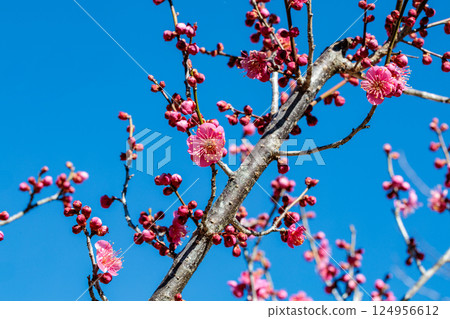 Beautiful plum blossoms blooming in early spring: Hiume 124956612