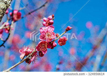 Beautiful plum blossoms blooming in early spring: Hiume Beautiful plum blossoms blooming in early spring: Hiume 124956614