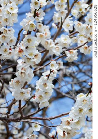 Beautiful plum blossoms blooming in early spring at Horyukaku Beautiful plum blossoms blooming in early spring at Horyukaku 124956629