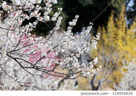 Beautiful plum blossoms blooming in early spring at Horyukaku 124956630